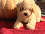 0 Numara Maltipoo Multigen Tüy Dökmeyen Yavrular 