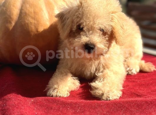 0 Numara Maltipoo Multigen Tüy Dökmeyen Yavrular  görsel