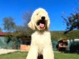 Dev Poodle Standart Poodle Yavrular 