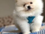Pomeranian Boo Teddy Face Erkek Yavrumuz 