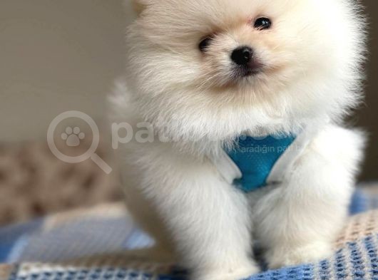 Pomeranian Boo Teddy Face Erkek Yavrumuz  görsel