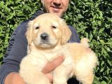 Ruhsatlı Köpek Çiftliğinden Golden Yavrularımız