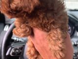 2 Aylik Ti̇ny Zero Toy Poodle Büyümeyen