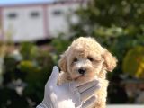 Sevi̇mli̇ Malti̇poo Bebekler