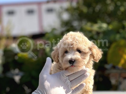 Sevi̇mli̇ Malti̇poo Bebekler görsel