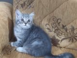 Son Kalan Silver Prensimiz