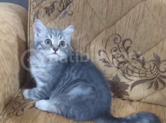 Son Kalan Silver Prensimiz görsel