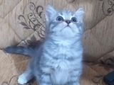 Son Kalan Silver Prensimiz