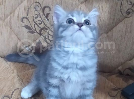 Son Kalan Silver Prensimiz görsel