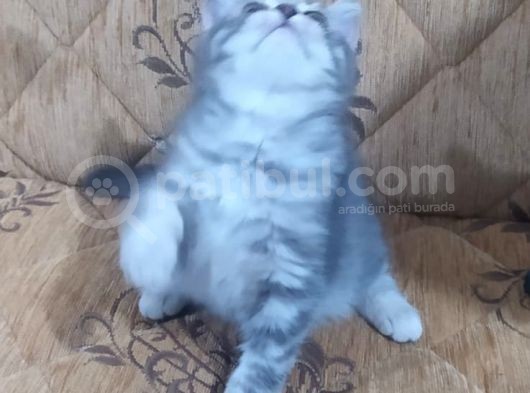 Son Kalan Silver Prensimiz görsel
