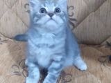 Son Kalan Silver Prensimiz