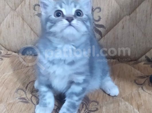 Son Kalan Silver Prensimiz görsel
