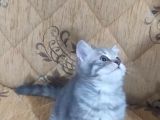 Son Kalan Silver Prensimiz