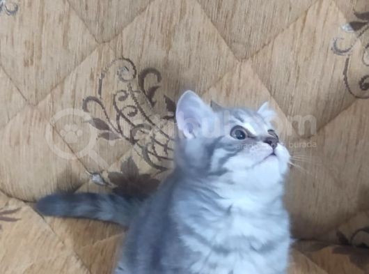 Son Kalan Silver Prensimiz