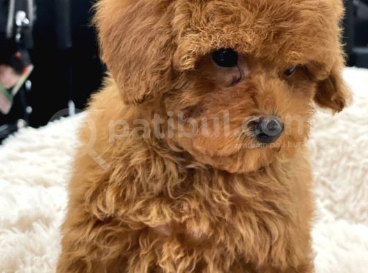 Sağlik Ve Irk Garanti̇li̇ Red Toy Poodle Yavrularimiz görsel