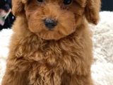 Sağlik Ve Irk Garanti̇li̇ Red Toy Poodle Yavrularimiz
