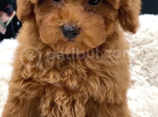 Sağlik Ve Irk Garanti̇li̇ Red Toy Poodle Yavrularimiz görsel