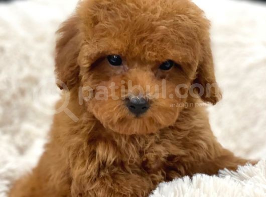 Sağlik Ve Irk Garanti̇li̇ Red Toy Poodle Yavrularimiz görsel