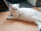 British Shorthair Dişi 