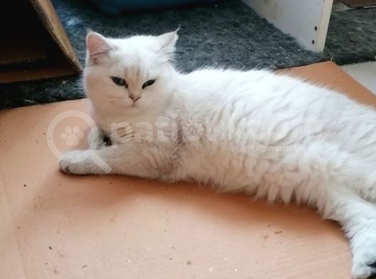 British Shorthair Dişi  görsel