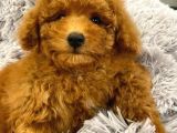 SAĞLIK VE IRK GARANTİLİ RED TOY POODLE YAVRULARIMIZ