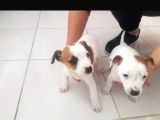 Safkan Yavru Jack Russell Kisa Bacak Son Bir Erkek Kaldi