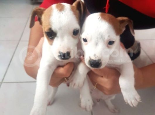 Safkan Yavru Jack Russell Kisa Bacak Son Bir Erkek Kaldi
