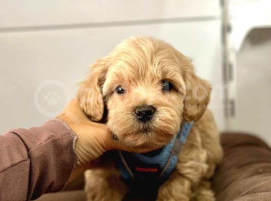 Maltipoo Yavrularımız görsel