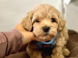 Maltipoo yavrularımız