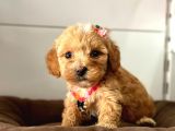 Maltipoo Yavrularımız