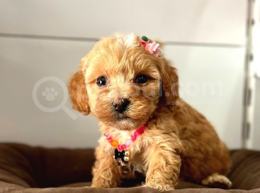 Maltipoo Yavrularımız görsel