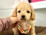 Maltipoo Yavrularımız