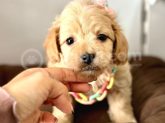 Maltipoo Yavrularımız