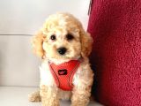 Maltipoo (Kg Ve Boy Garantili)