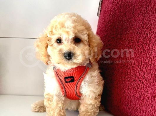 Maltipoo (Kg Ve Boy Garantili) görsel