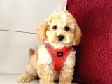 Maltipoo (Kg Ve Boy Garantili)