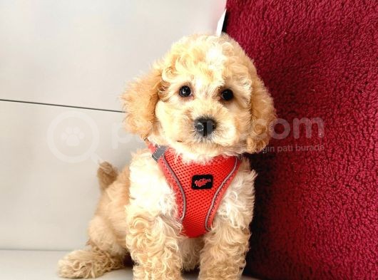 Maltipoo (Kg Ve Boy Garantili) görsel