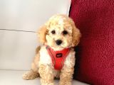 Maltipoo (kg ve boy garantili)