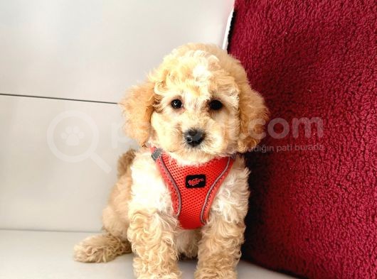 Maltipoo (Kg Ve Boy Garantili)