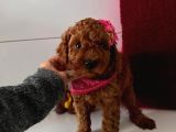 Red Toy Poddle