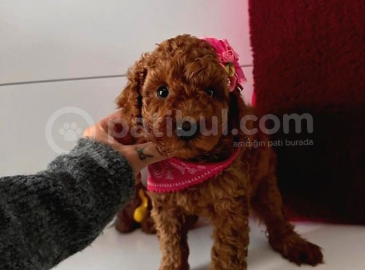 Red Toy Poddle görsel