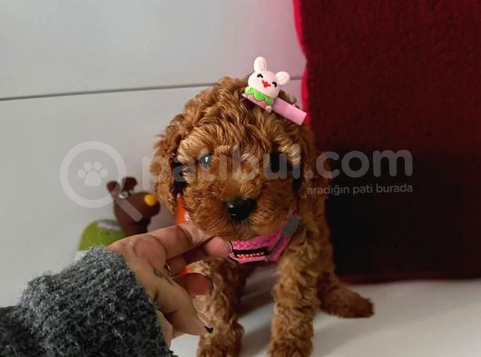 Red Toy Poddle