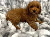 SAĞLIK VE IRK GARANTİLİ RED BROWN TOY POODLE YAVRULARIMIZ