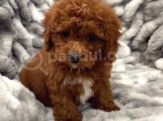 Sağlik Ve Irk Garanti̇li̇ Red Brown Toy Poodle Yavrularimiz görsel