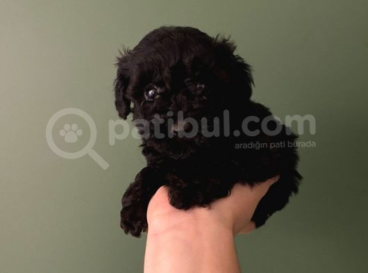 Safkan Silver-Siyah Poodle Bebeklerimiz görsel