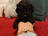 Safkan Silver-Siyah Poodle Bebeklerimiz