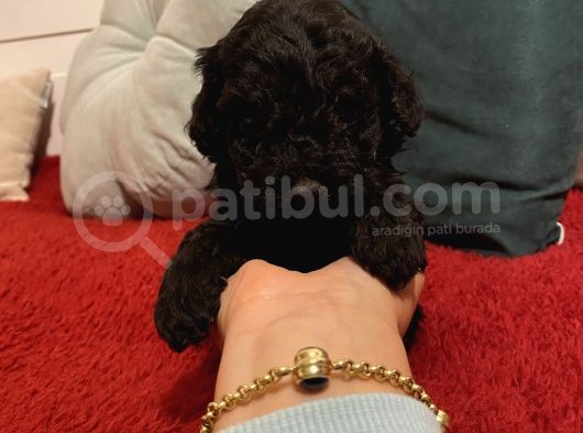 Safkan Silver-Siyah Poodle Bebeklerimiz görsel