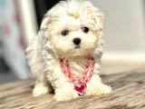 Safkan Maltese Terri̇er Yavrular