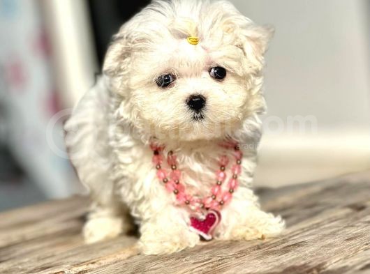 Safkan Maltese Terri̇er Yavrular görsel