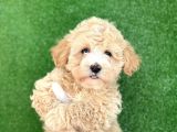 Mi̇ni̇ Boy Malti̇poo Yavrular